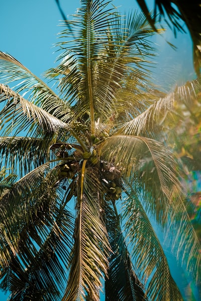 白天蓝天下绿油油的棕榈树